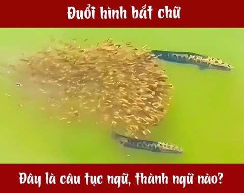 Câu tục ngữ, thành ngữ 'khó nhằn' này là gì? (P67) - Ảnh 1.