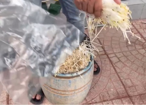 Hóa chất trồng giá đỗ siêu tốc độc đến mức nào? - Ảnh 3.