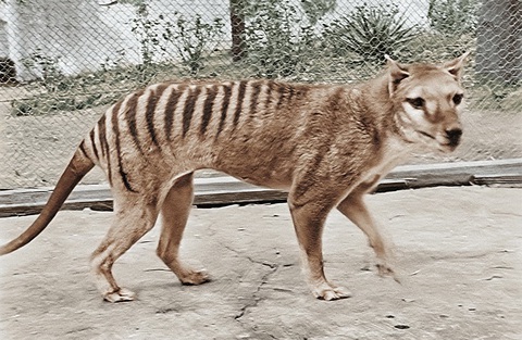 Ghép được bộ gene gần như hoàn chỉnh của loài hổ đã tuyệt chủng - Ảnh 1. Ghép được bộ gene gần như hoàn chỉnh của loài hổ đã tuyệt chủng - Ảnh 1.