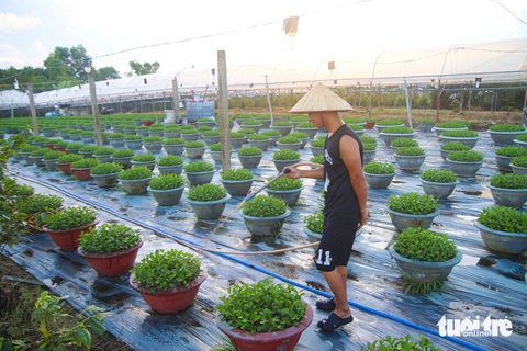 Làng hoa lớn nhất Đà Nẵng chong đèn xuyên đêm bước vào vụ Tết - Ảnh 2.