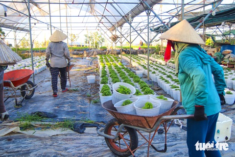 Làng hoa lớn nhất Đà Nẵng chong đèn xuyên đêm bước vào vụ Tết - Ảnh 9.
