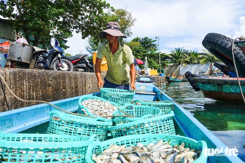 Nhịp sống rộn ràng của ngư dân ở cảng cá sầm uất nhất Phú Quốc - Ảnh 1. Nhịp sống rộn ràng của ngư dân ở cảng cá sầm uất nhất Phú Quốc - Ảnh 2.