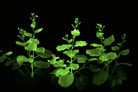 'Vườn ánh sáng sống' từ cây cỏ biến đổi gen - Ảnh 5. 'Vườn ánh sáng sống' từ cây cỏ biến đổi gen - Ảnh 3.
