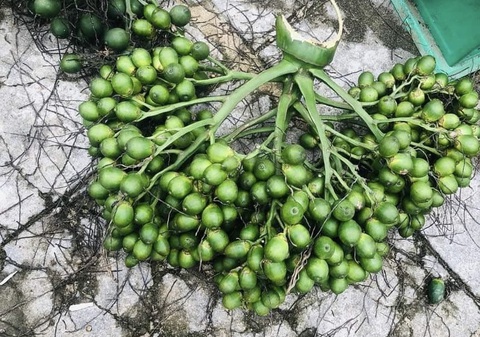Nửa tháng, giá cau lao dốc từ 85.000 đồng/kg xuống còn 30.000 đồng/kg - Ảnh 2.