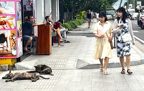 Chó thả rông tràn lan ở bờ biển Nha Trang, du khách mong có thêm đội bắt chó thả rông - Ảnh 3. Chó thả rông tràn lan ở bờ biển Nha Trang, du khách mong có thêm đội bắt chó thả rông - Ảnh 3.