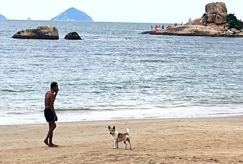 Chó thả rông tràn lan ở bờ biển Nha Trang, du khách mong có thêm đội bắt chó thả rông - Ảnh 4. Chó thả rông tràn lan ở bờ biển Nha Trang, du khách mong có thêm đội bắt chó thả rông - Ảnh 4.