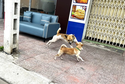 Chó thả rông tràn lan ở bờ biển Nha Trang, du khách mong có thêm đội bắt chó thả rông - Ảnh 5. Chó thả rông tràn lan ở bờ biển Nha Trang, du khách lo sợ - Ảnh 5.