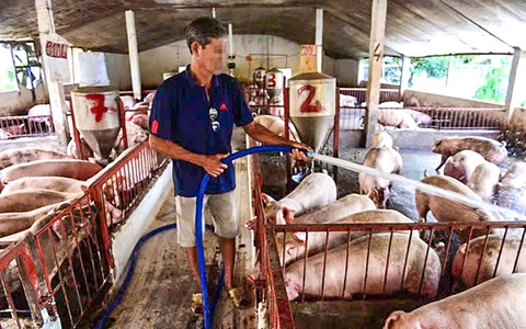 Giá heo hơi có thể tăng lên 70.000 đồng/kg trong dịp Tết - Ảnh 1. Giá heo hơi có thể tăng lên 70.000 đồng/kg trong dịp Tết - Ảnh 1.
