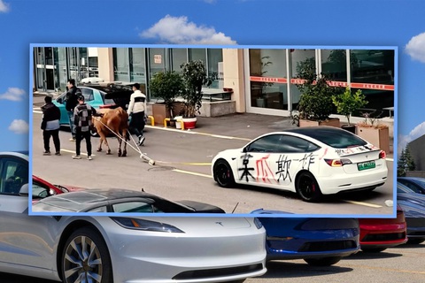 Dùng bò kéo xe điện Tesla ở Trung Quốc - Ảnh 1.