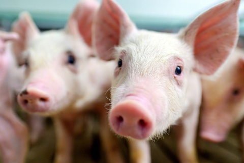 Mỹ lần đầu ghi nhận H5N1 trên heo - Ảnh 1. Mỹ lần đầu ghi nhận H5N1 trên heo - Ảnh 1.
