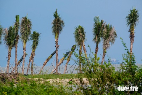 Cần Giờ - Ảnh 1.