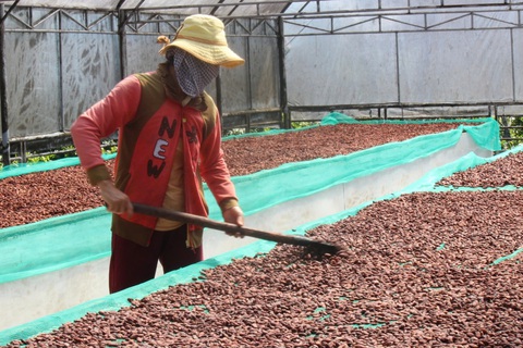 Giá ca cao cao kỷ lục vẫn không đủ để mua, nhiều doanh nghiệp bánh kẹo gặp khó - Ảnh 2.