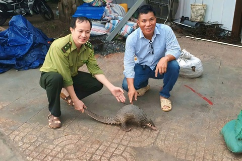 Bắt được tê tê Java quý hiếm 5kg bị thương tại TP Thủ Đức - Ảnh 1.