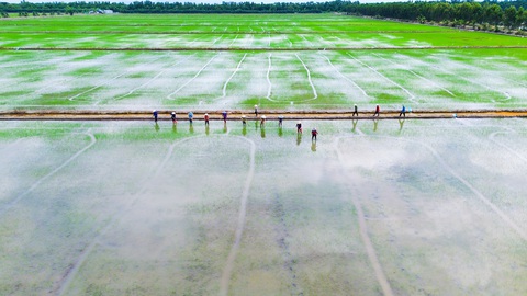 Tỉ phú đồng lúa 500ha - Ảnh 1.
