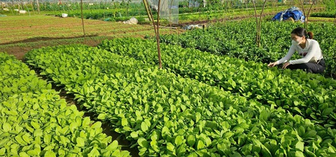 Mena Gourmet Market đưa nông sản vùng cao đến tay người tiêu dùng - Ảnh 1.