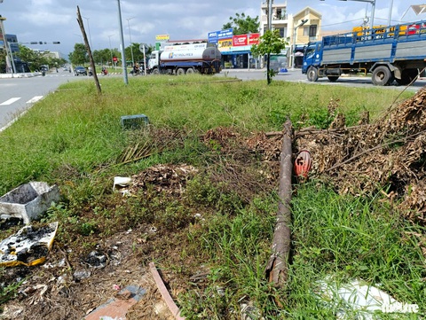 Cận cảnh cây xanh chết khô, trụi lủi như củi khô trên đường trăm tỉ ở Đà Nẵng - Ảnh 7.