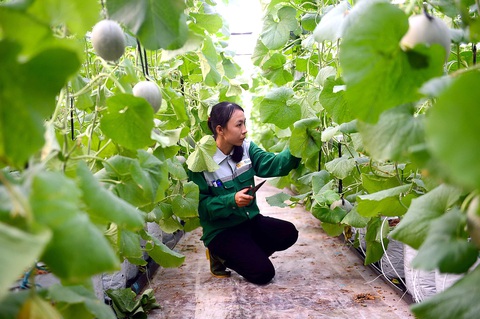 Xây nhà tạm làm nông nghiệp: Trúng nhu cầu nhưng tránh biến tướng - Ảnh 4. Xây nhà tạm làm nông nghiệp: Trúng nhu cầu nhưng tránh biến tướng - Ảnh 4.