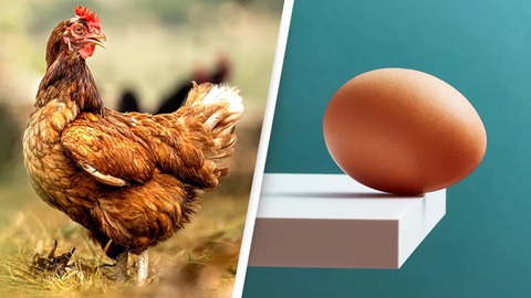 Quả trứng hay con gà, cái nào có trước? - Ảnh 1. Trứng hay con gà, cái nào có trước? - Ảnh 1.