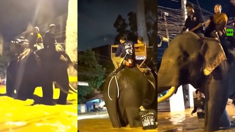Thái Lan: Voi vượt lũ hỗ trợ người dân vùng ngập - Ảnh 1. Thái Lan: Voi vượt lũ hỗ trợ người dân vùng ngập - Ảnh 1.