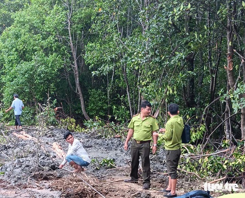Phát hiện 3 vụ phá rừng trái pháp luật có dấu hiệu hình sự - Ảnh 2.