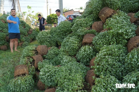 Thực hư chuyện nhà vườn nhổ bỏ hoa tết tại Bến Tre - Ảnh 1.