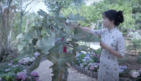 Lý Tử Thất trở lại sau 3 năm, thu hơn 100 triệu lượt xem sau vài giờ - Ảnh 5. Lý Tử Thất trở lại sau 3 năm, thu hơn 100 triệu lượt xem sau vài giờ - Ảnh 5.