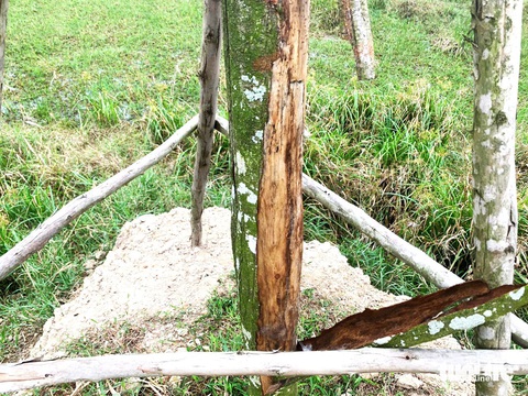 Hàng loạt cây xanh trong dự án 7 tỉ đồng bị trụi lá, chết khô - Ảnh 2.