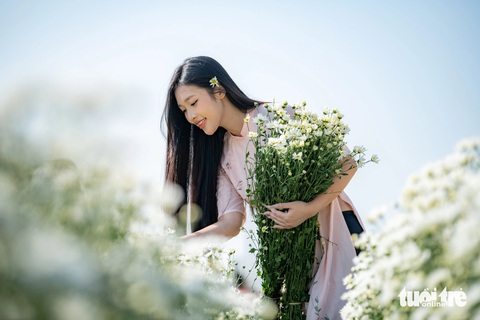 Kiếm hàng triệu đồng mỗi buổi nhờ chụp ảnh cúc họa mi - Ảnh 1. Thiếu nữ Hà thành xúng xính bên cúc họa mi gọi gió đông - Ảnh 1.