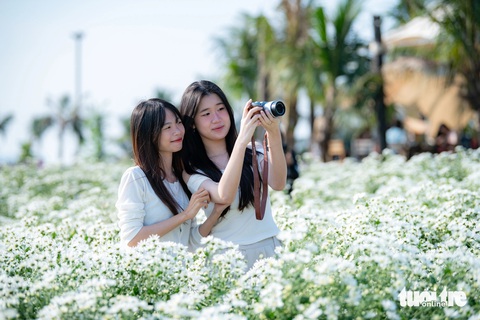 Kiếm hàng triệu đồng mỗi buổi nhờ chụp ảnh cúc họa mi - Ảnh 3. Thiếu nữ Hà thành xúng xính bên cúc họa mi gọi gió đông - Ảnh 3.