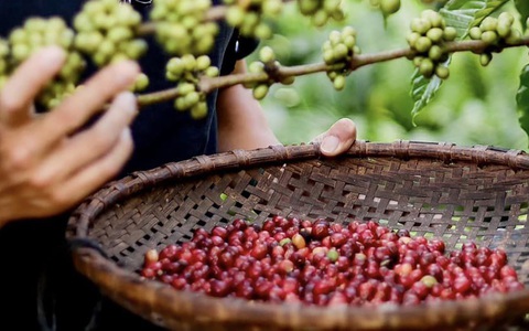 Giá cà phê xuất khẩu cao kỷ lục, xuất khẩu gạo lần đầu vượt 5 tỉ USD - Ảnh 1. Xuất khẩu gạo lần đầu vượt 5 tỉ USD - Ảnh 1.