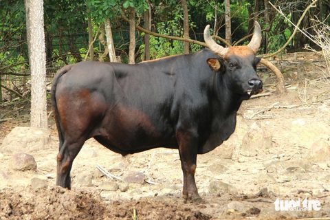 Khó khăn trong bảo tồn, nhân giống nguồn gen bò tót lai quý hiếm - Ảnh 2. Khó khăn trong bảo tồn, nhân giống nguồn gen bò tót lai quý hiếm - Ảnh 2.