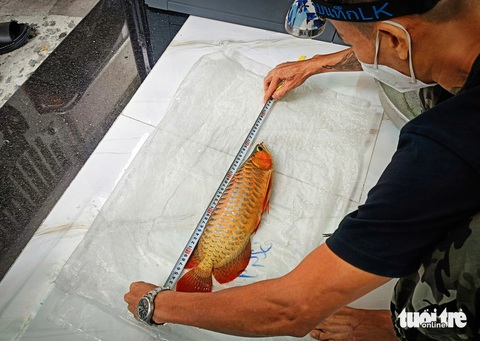 Phẫu thuật thẩm mỹ cho cá rồng - Ảnh 3. Phẫu thuật thẩm mỹ, cắt mí, sửa môi cho... cá rồng - Ảnh 3.