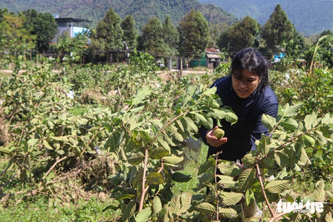 Hoa màu tang tác, nông dân Đà Nẵng mất Tết sau lũ - Ảnh 6.