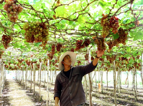 Điện hạt nhân Ninh Thuận: Người dân đồng tình, mong sớm an cư và được hỗ trợ sinh kế - Ảnh 1. Điện hạt nhân Ninh Thuận: Người dân đồng tình, mong sớm an cư và được hỗ trợ sinh kế - Ảnh 1.