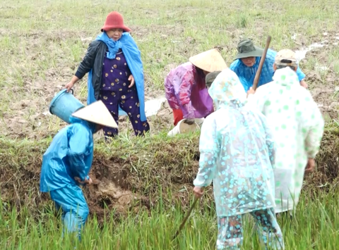 Bật cười cảnh nông dân Quảng Nam đào lỗ đổ nước, rượt bắt chuột đồng - Ảnh 3.