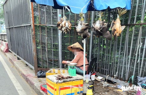 Xót xa chim hoang dã bị treo ngược, làm thịt bày bán trên vỉa hè ở TP.HCM - Ảnh 3.