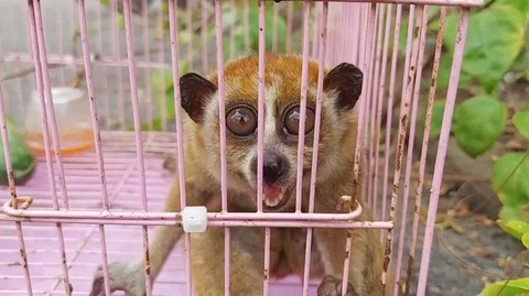 Thả cu li quý hiếm bắt được ở Thủ Đức cùng 23 động vật hoang dã về vườn quốc gia - Ảnh 2.
