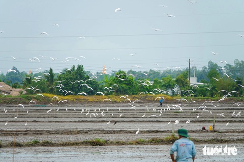 Rợp bóng cò trắng trên đồng lúa mới Kiên Giang - Ảnh 4.