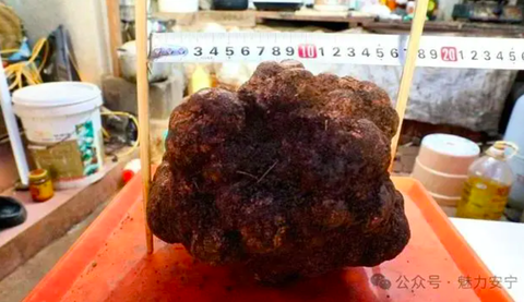 Phát hiện nấm truffle khổng lồ ở Vân Nam, Trung Quốc - Ảnh 1.