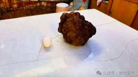 Phát hiện nấm truffle khổng lồ ở Vân Nam, Trung Quốc - Ảnh 2.