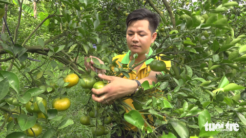 30% diện tích quýt hồng Lai Vung không cho trái do ảnh hưởng thời tiết - Ảnh 2.