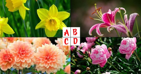 Quiz: Loài hoa yêu thích tiết lộ con người thật của bạn - Ảnh 1.