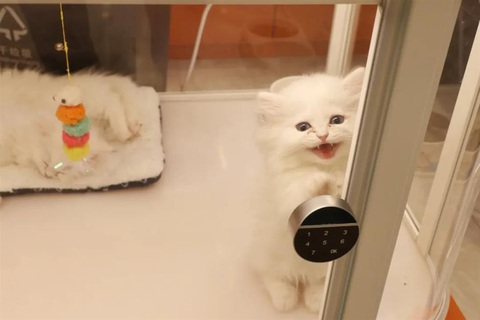 Vạch trần chiêu trò nhận nuôi mèo miễn phí ở Trung Quốc - Ảnh 2. Vạch trần chiêu trò nhận nuôi mèo miễn phí ở Trung Quốc - Ảnh 2.
