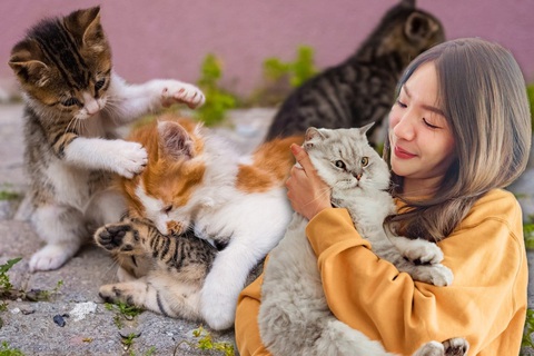 Vạch trần chiêu trò nhận nuôi mèo miễn phí ở Trung Quốc - Ảnh 1. Vạch trần chiêu trò nhận nuôi mèo miễn phí ở Trung Quốc - Ảnh 1.