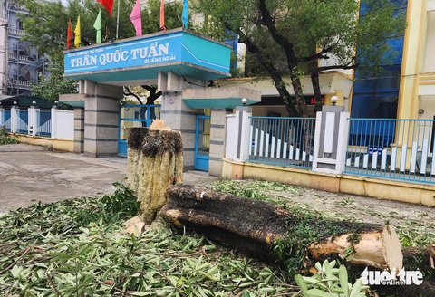 Vì sao hàng cây hoa sữa ở cổng Trường THPT Trần Quốc Tuấn, TP Quảng Ngãi bị chặt hạ - Ảnh 1.