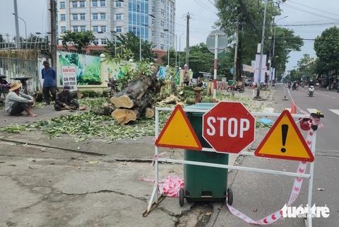 Vì sao hàng cây hoa sữa ở cổng Trường THPT Trần Quốc Tuấn, TP Quảng Ngãi bị chặt hạ - Ảnh 2.
