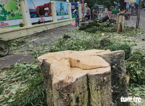 Vì sao hàng cây hoa sữa ở cổng Trường THPT Trần Quốc Tuấn, TP Quảng Ngãi bị chặt hạ - Ảnh 3.