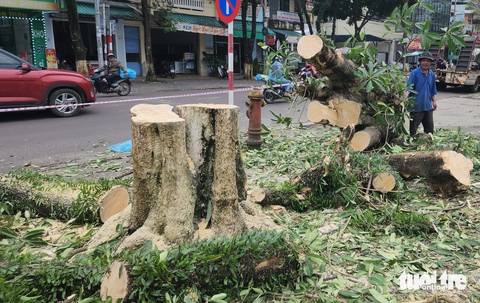 Vì sao hàng cây hoa sữa ở cổng Trường THPT Trần Quốc Tuấn, TP Quảng Ngãi bị đốn hạ - Ảnh 6.