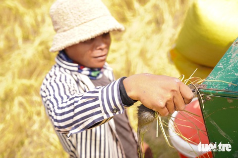 Mùa lúa vàng ở 'đất kim cương' - Ảnh 4. Mùa lúa vàng ở 'đất kim cương' - Ảnh 4.