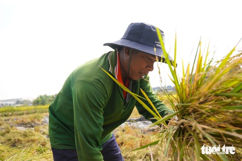 Mùa lúa vàng ở 'đất kim cương' - Ảnh 2. Gặt lúa mùa vàng ở 'đất kim cương' sát bờ sông Sài Gòn - Ảnh 3.